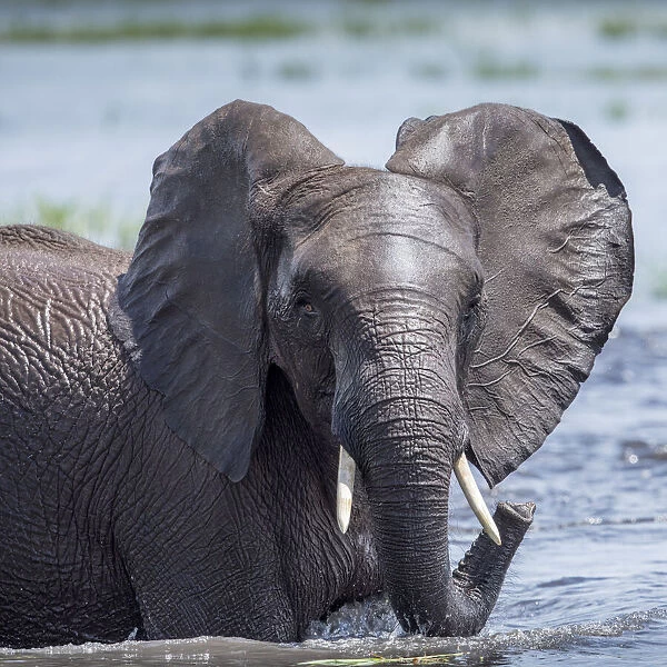 Africa, Botswana, Chobe National Park, Elephant (Loxodonta africana
