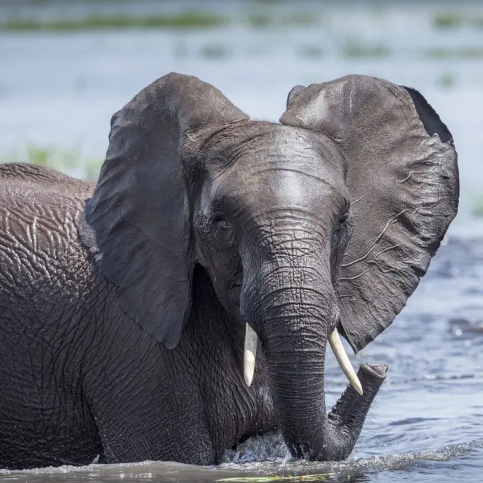 Framed Print : Africa, Botswana, Chobe National Park, Elephant (Loxodonta africana