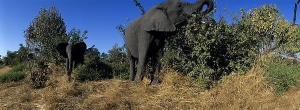 Africa, Botswana, Chobe National Park, Elephants (Loxodonta africana) feeding in