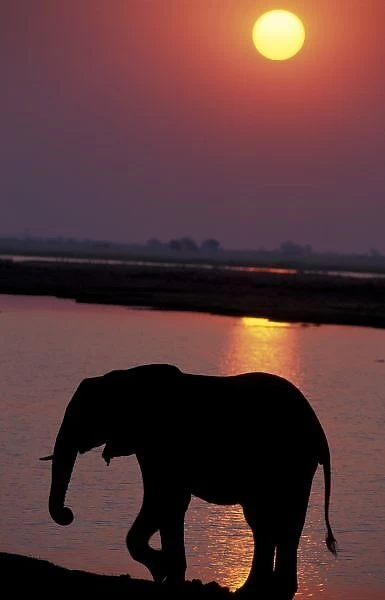 Africa, Botswana, Chobe National Park, Chobe River. Elephant (Loxodonta africana)