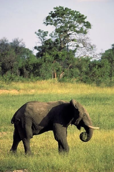 Africa, Botswana, Chobe National Park. Elephant feeds in lush grass, loxodonta africana
