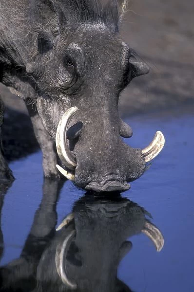 Africa, Botswana, Chobe National Park, Warthog (Pharcochoerus africanus) drinking
