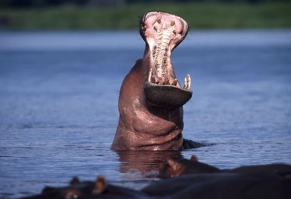 Africa. Botswana. Chobe National Park. Hippo (Hippopotamus amphibius) yawning in the Chobe River