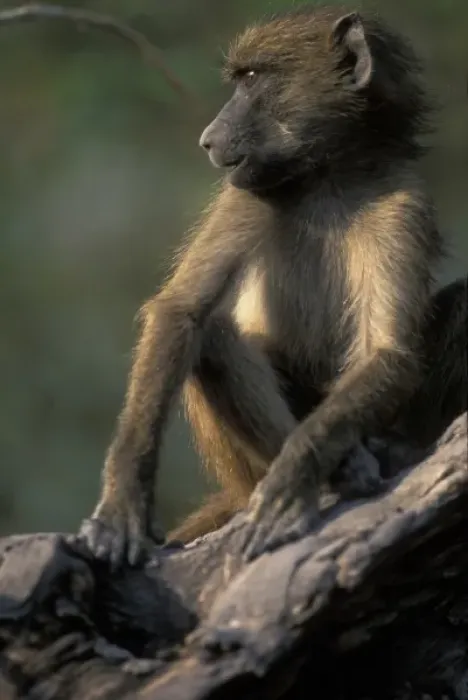 Framed Print : Africa, Botswana, Chobe National Park, Chacma Baboon (Papio ursinus) sits in tree Framed Print : Africa, Botswana, Chobe National Park, Chacma Baboon (Papio ursinus) sits in tree