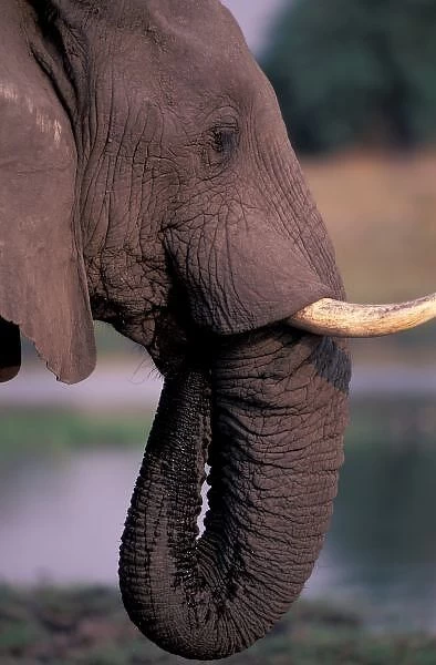 Africa, Botswana. Elephant (Loxodanta Africana)