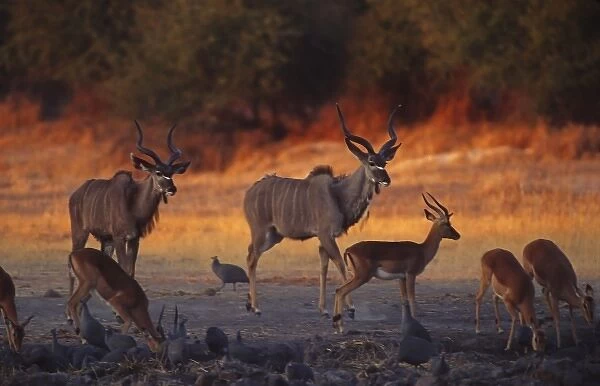 Africa, Botswana. Two greater kudus (Tragelaphus strepsiceros), five impalas (Aepyceros melampus)