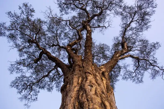 Framed Print : Africa, Botswana, Moremi Game Reserve, Low angle view of towering tree at dusk in Framed Print : Africa, Botswana, Moremi Game Reserve, Low angle view of towering tree at dusk in