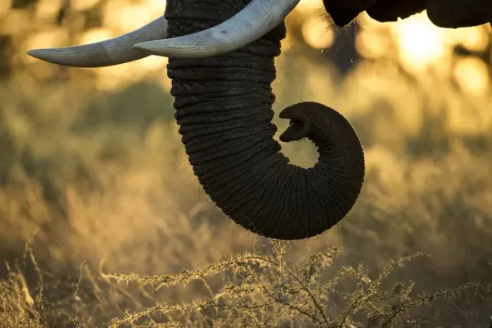 Framed Print : Africa, Botswana, Moremi Game Reserve, Rising sun lights African Elephant (Loxodonta Framed Print : Africa, Botswana, Moremi Game Reserve, Rising sun lights African Elephant (Loxodonta