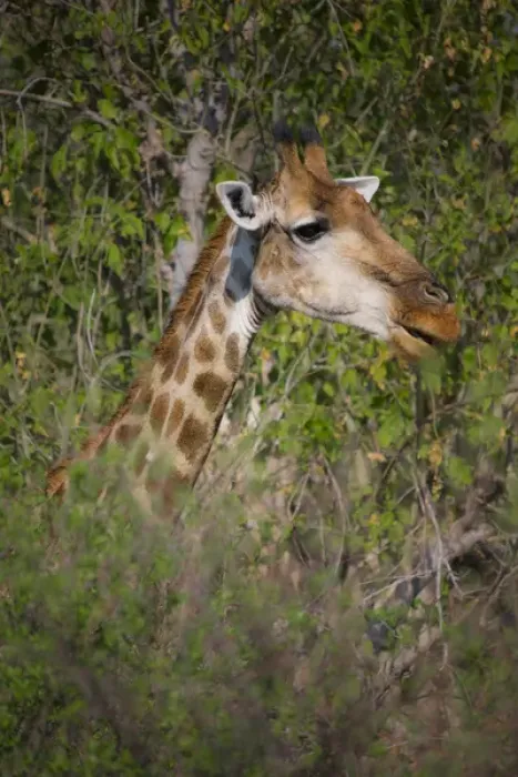 Framed Print : Africa, Botswana, Moremi Game Reserve. Giraffe close-up