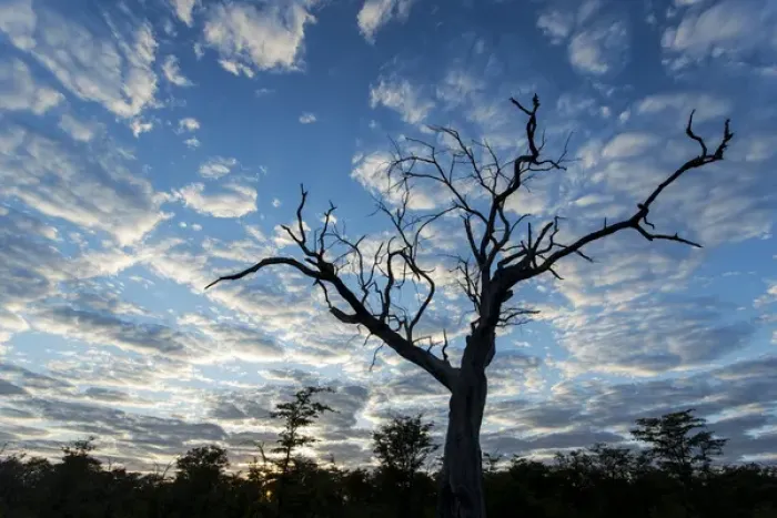 Framed Print : Africa, Botswana, Moremi Game Reserve, Silhouette gnarled tree in Okavango Delta