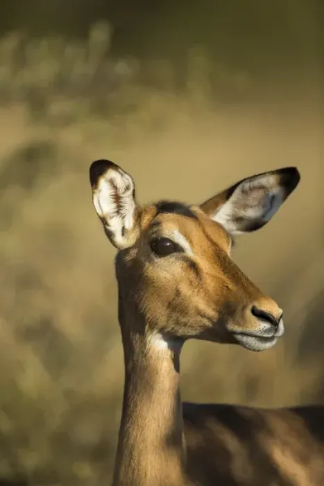 Framed Print : Africa, Botswana, Moremi Game Reserve, Close-up of Impala (Aepyceros melampus) standing