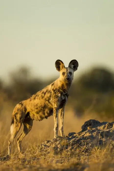 Framed Print : Africa, Botswana, Moremi Game Reserve, Wild Dog (Lycaon pictus) standing in tall