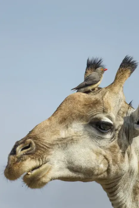 Framed Print : Africa, Botswana, Moremi Game Reserve, Giraffe (Giraffa camelopardalis) with Red-Billed Oxpecker