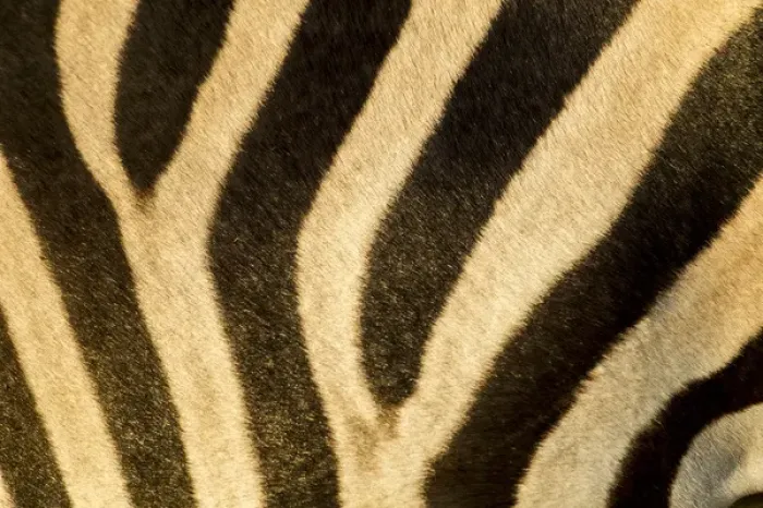 Framed Print : Africa, Botswana, Moremi Game Reserve, Close-up of stripes of Plains Zebra (Equus Framed Print : Africa, Botswana, Moremi Game Reserve, Close-up of stripes of Plains Zebra (Equus