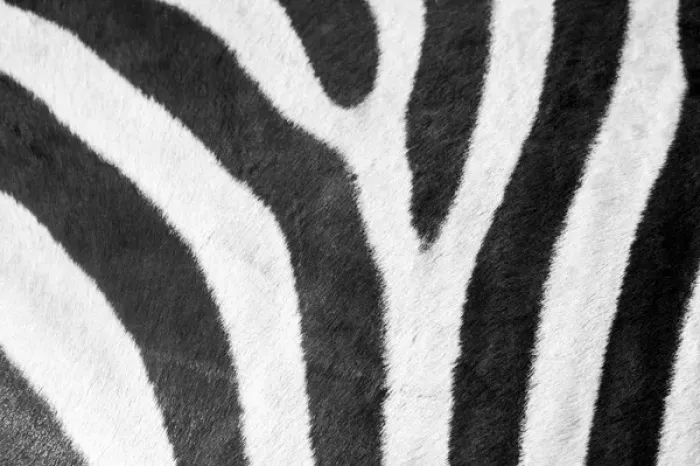 Framed Print : Africa, Botswana, Moremi Game Reserve, Close-up of stripes of Plains Zebra (Equus Framed Print : Africa, Botswana, Moremi Game Reserve, Close-up of stripes of Plains Zebra (Equus