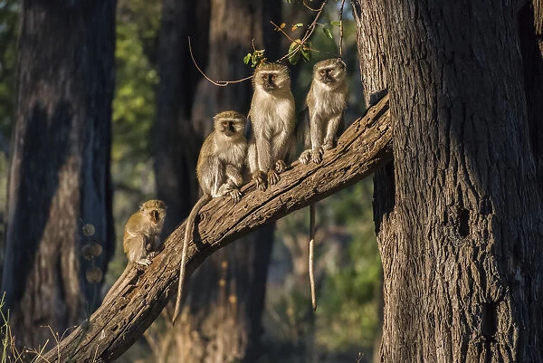 Africa, Botswana, Moremi Game Reserve. Vervet monkeys in tree