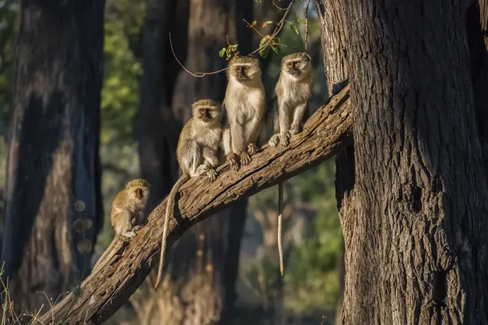 Framed Print : Africa, Botswana, Moremi Game Reserve. Vervet monkeys in tree