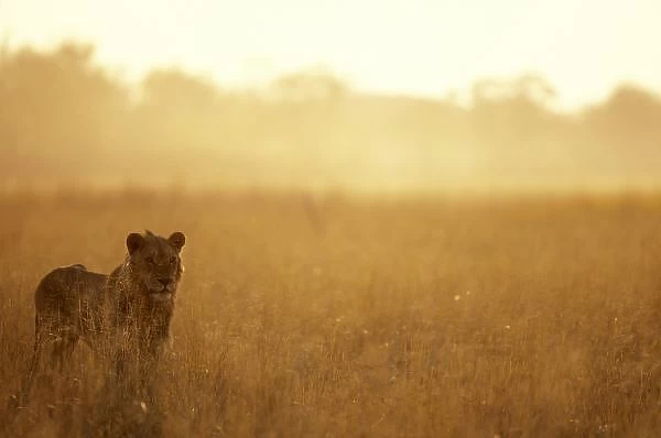 Africa, Botswana, Moremi Game Reserve, Male Lion (Panthera leo) walking in tall grass