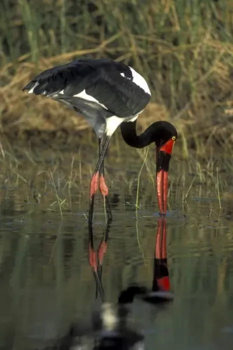 Framed Print : Africa, Botswana, Moremi Game Reserve, Saddle-Billed Stork (Ephippiorhynchus senegalensis) Framed Print : Africa, Botswana, Moremi Game Reserve, Saddle-Billed Stork (Ephippiorhynchus senegalensis)