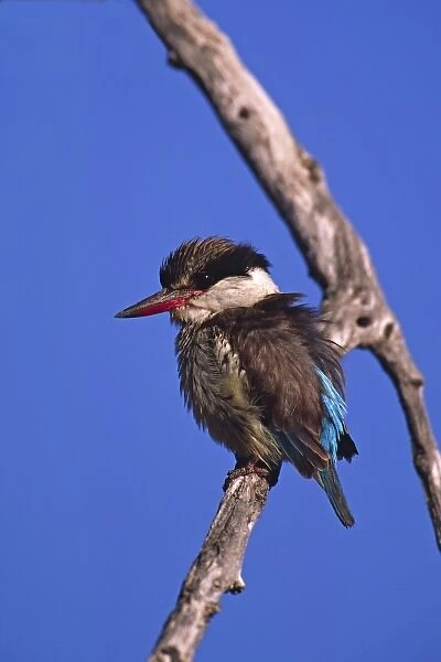 Africa, Botswana, Moremi Widlife Reserve. Portrait of a Striped Kingfisher (Halcyon