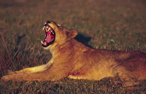 Africa, Botswana, Moremi Wildlife Reserve. Lioness (Panthera leo) yawning in early
