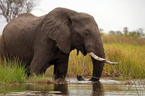 Africa, Botswana, Okavango Delta. Elephant of the Okavango Delta