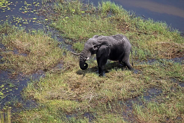 Africa, Botswana, Okavango Delta. Aerial view by helicopter safari of elephants in