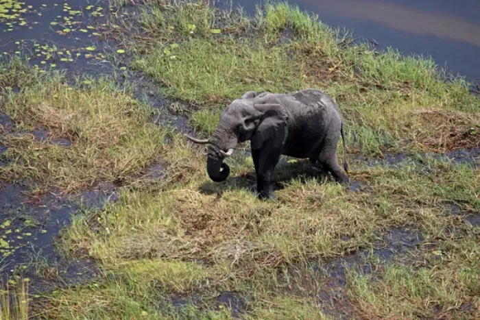 Framed Print : Africa, Botswana, Okavango Delta. Aerial view by helicopter safari of elephants in