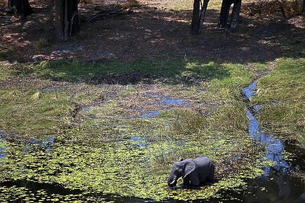 Africa, Botswana, Okavango Delta. Aerial view by helicopter safari of elephants in