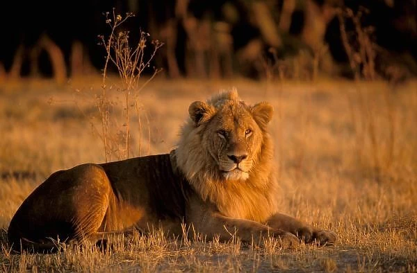 Africa, Botswana, Okavango Delta. Lion (Panthera leo)