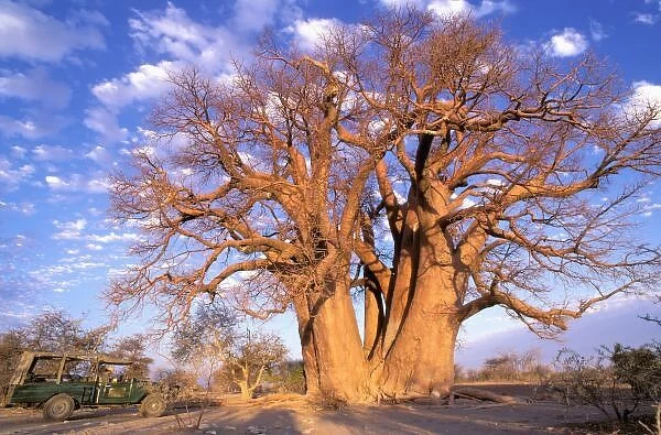 Africa, Botswana, Okavango Delta. Baobab (Adansonia digitata)