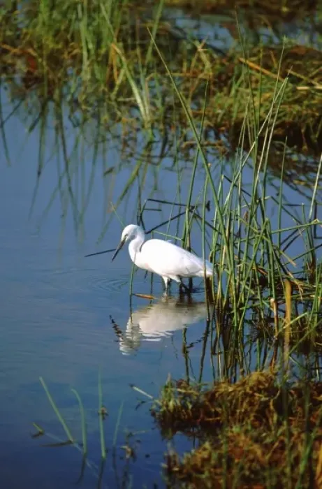 Framed Print : Africa, Botswana, Okavango Delta. Egret in delta wetland habitat Framed Print : Africa, Botswana, Okavango Delta. Egret in delta wetland habitat