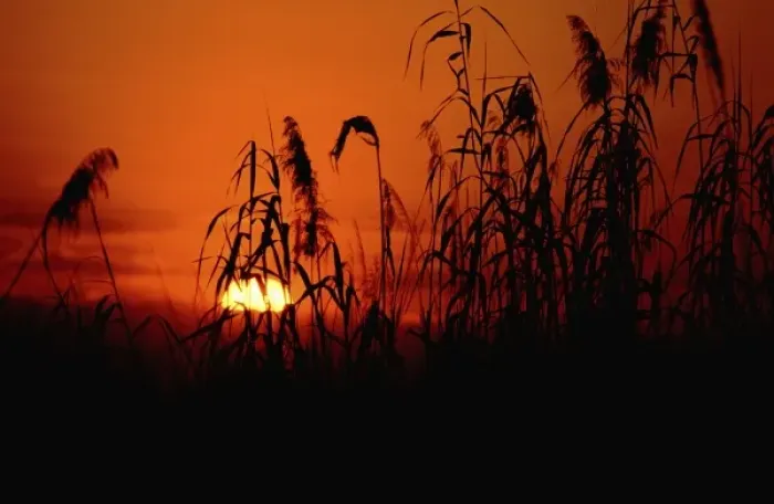 Framed Print : Africa, Botswana, Okavango Delta. Delta sunset in wetland habitat