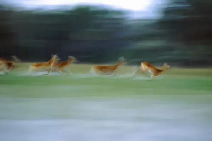 Framed Print : Africa, Botswana, Okavango Delta. Red Lechwe running in wetlands of the delta, blur Framed Print : Africa, Botswana, Okavango Delta. Red Lechwe running in wetlands of the delta, blur