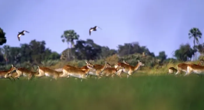 Framed Print : Africa, Botswana, Okavango Delta. A herd of red lechwe (Kobus leche) running through a marsh Framed Print : Africa, Botswana, Okavango Delta. A herd of red lechwe (Kobus leche) running through a marsh