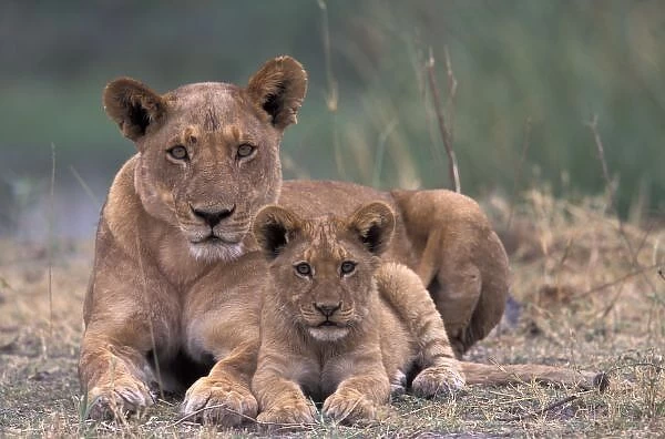 Africa, Botswana, Okavango Delta. Lions