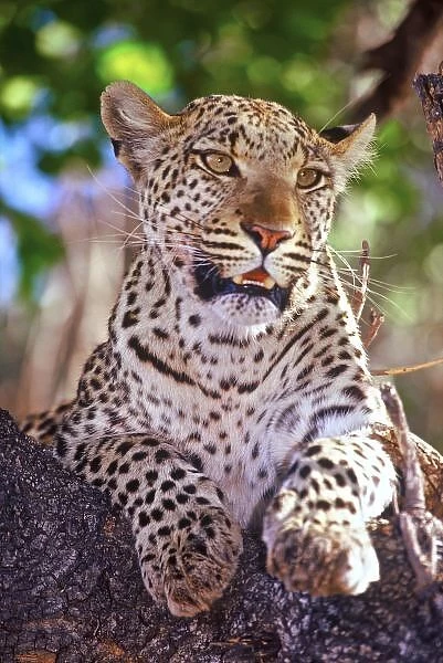 Africa, Botswana, Okvango Delta, wild leopard
