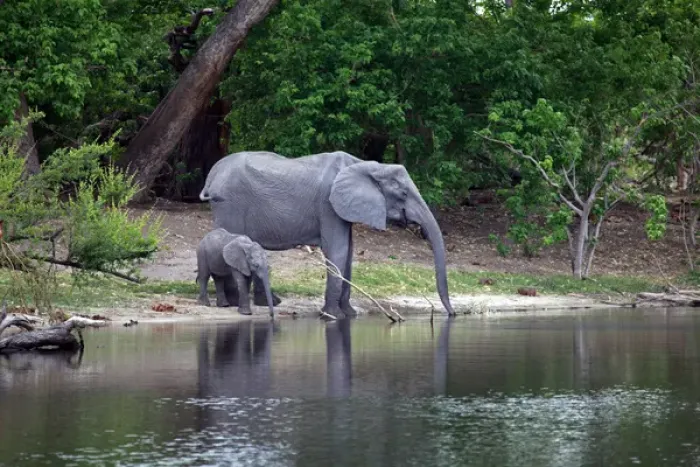 Framed Print : Africa, Botswana, Savute. Elephant and baby drinking water in Chobe National Park Framed Print : Africa, Botswana, Savute. Elephant and baby drinking water in Chobe National Park