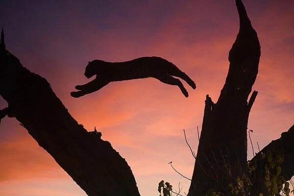 Africa, Botswana, Savute Game Reserve. Leopard leaping from branch to branch at sunset