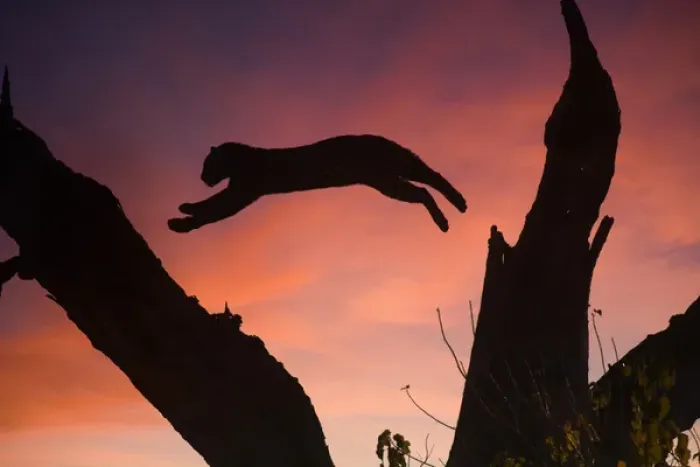 Framed Print : Africa, Botswana, Savute Game Reserve. Leopard leaping from branch to branch at sunset