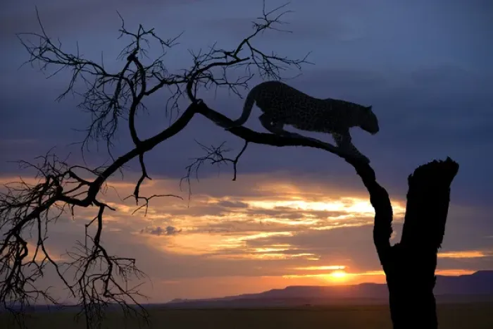 Framed Print : Africa, Botswana, Savute Game Reserve. Leopard on branch at sunset Framed Print : Africa, Botswana, Savute Game Reserve. Leopard on branch at sunset