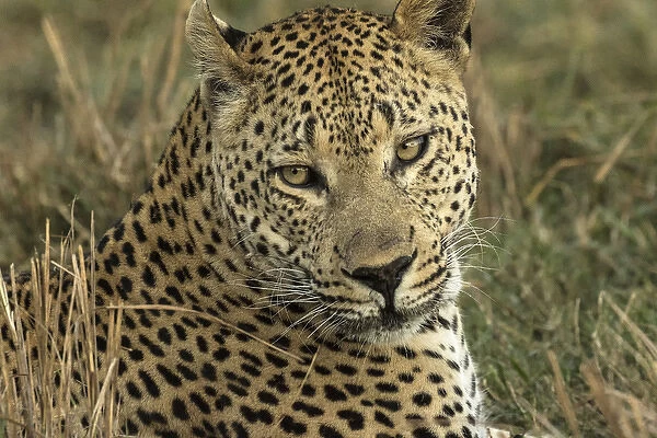 Africa, Botswana, Savute Game Reserve. Portrait of resting adult leopard. Credit as