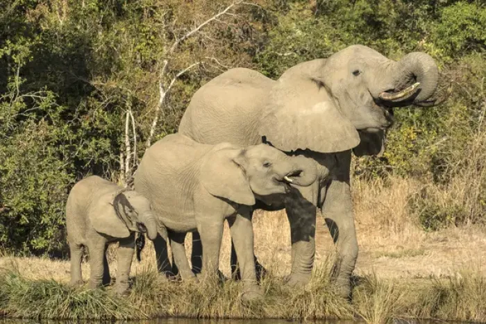 Framed Print : Africa, Botswana, Savute Game Reserve. Baby to adult elephants drinking. Credit as