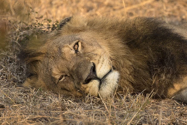 Africa, Botswana, Savute Game Reserve. Sleeping male lion