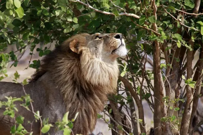 Framed Print : Africa, Botswana, Savute. Lion looking up in tree at Savute, Chobe National Park Framed Print : Africa, Botswana, Savute. Lion looking up in tree at Savute, Chobe National Park