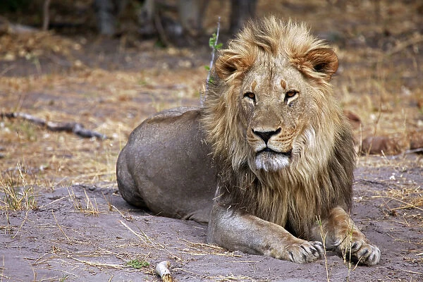 Africa, Botswana, Savute. Male lion of Savute in Chobe National Park