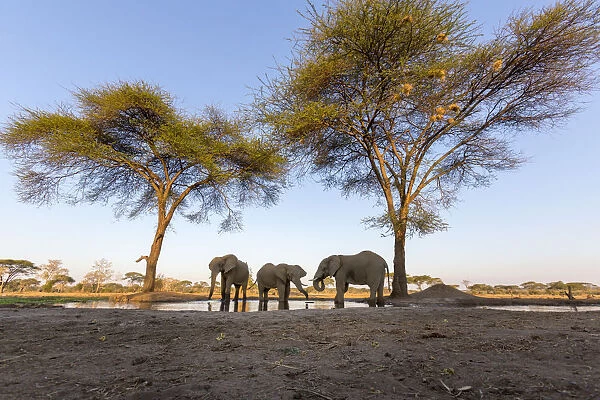 Africa, Botswana, Senyati Safari Camp. Elephants at water hole