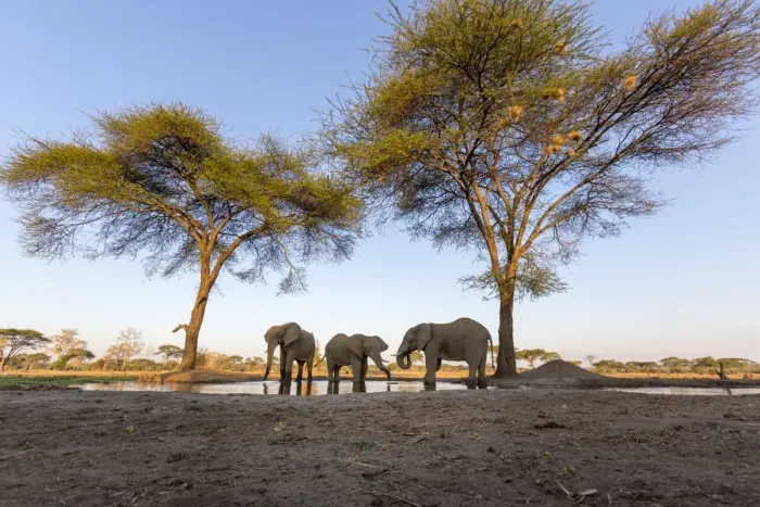 Framed Print : Africa, Botswana, Senyati Safari Camp. Elephants at water hole