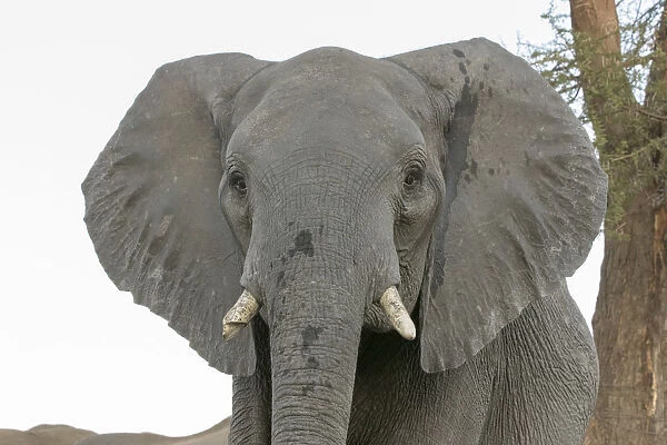 Africa, Botswana, Senyati Safari Camp. Front portrait of adult elephant. Credit as