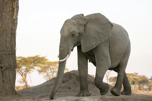 Africa, Botswana, Senyati Safari Camp. Close-up of female elephant walking. Credit as